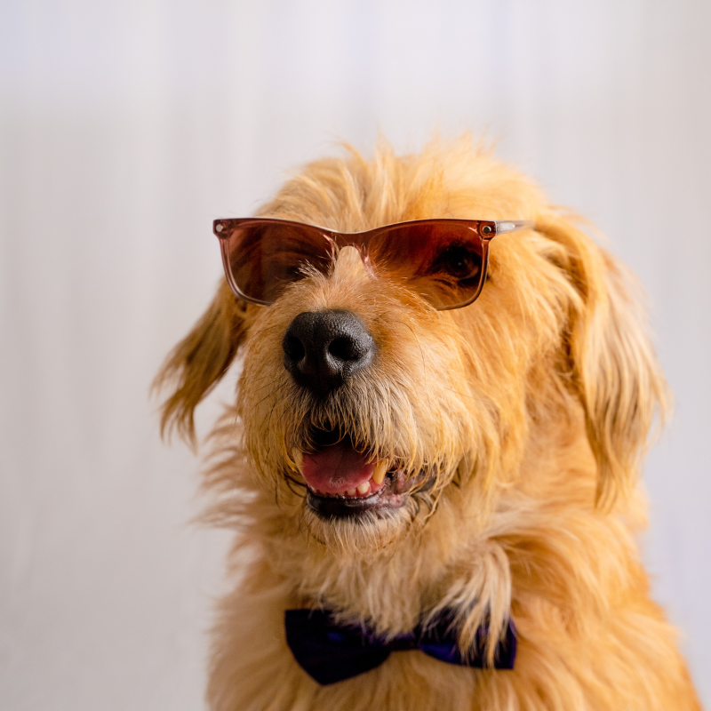 Clip de Sol Paris Coco